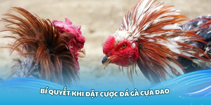 Những bí quyết khi đặt cược đá gà cựa dao bạn cần nắm