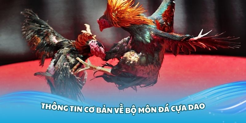 Nắm vững các thông tin cơ bản về bộ môn đá cựa dao