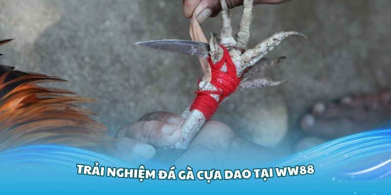 Những lý do thành viên nên trải nghiệm đá gà cựa dao tại WW88