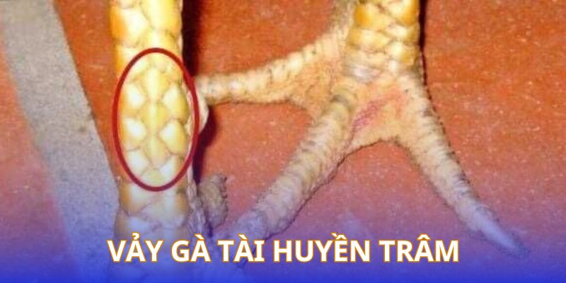 Vảy gà tài huyền trâm có hình thoi nhỏ nằm giao 2 hàng vảy