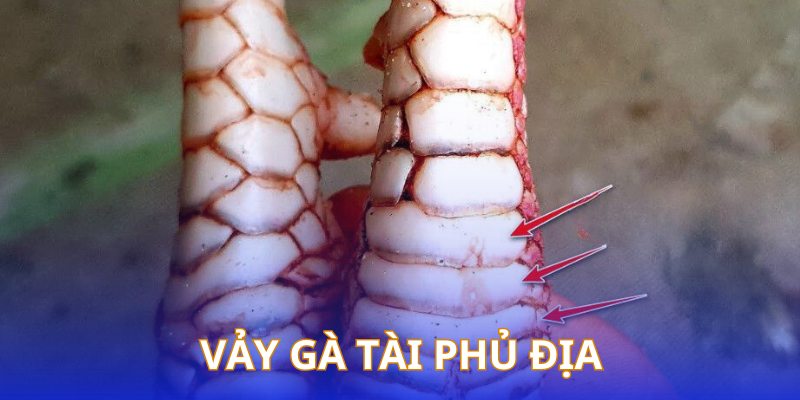 Chiến kê mang vảy phủ địa thường ra đòn mạnh mẽ, chuẩn xác