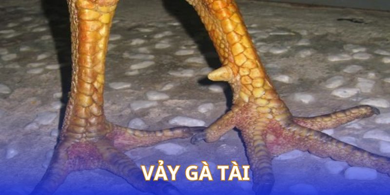 Vảy Gà Tài Là Gì | Top 5 Loại Vảy Quý Được Sư Kê Ưa Chuộng